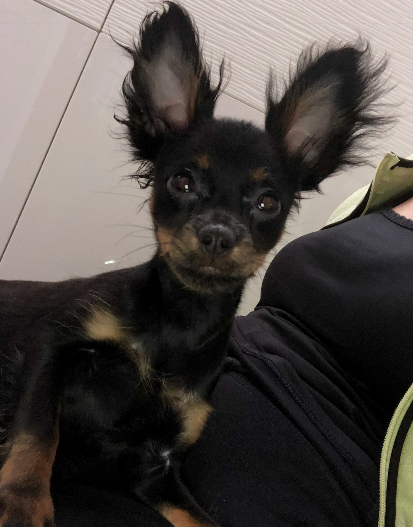 Accueil Elevage Lux Toy Eleveur De Chiens Russkiy Toy