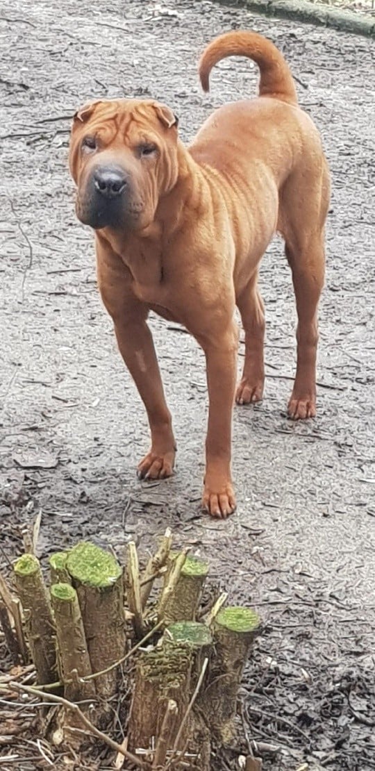 Les Shar Pei de l'affixe   Des Jardins De Lovely