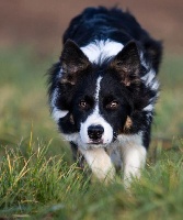 Étalon Border Collie - CH. Eòs from the stone of scone