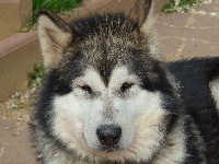 Étalon Alaskan Malamute - Inaya-kaylla Des loups du val de braye