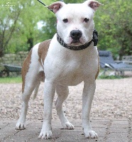 Étalon American Staffordshire Terrier - Narco Royal Of The King