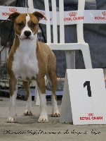 Étalon American Staffordshire Terrier - karballido staffs Anastasia