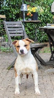 Étalon American Staffordshire Terrier - Olympia fb san selection