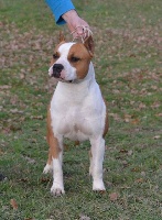 Étalon American Staffordshire Terrier - CH. Captain  america de ibero