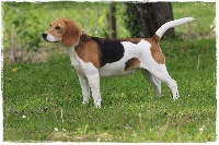 Étalon Beagle - Ollie domaine de kerjonc