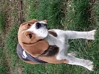 Étalon Beagle - Mélisse du Domaine du Retz
