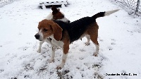 Étalon Beagle - Holly de l'antre des jacks