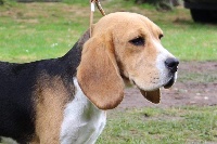 Étalon Beagle - Oyat Des Courants De La Selle
