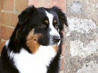 New pretty black doll Des Aussies Du Marais