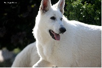 Étalon Berger Blanc Suisse - Royal Jazz