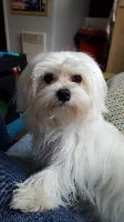 Étalon Bichon maltais - Ostra du Moulin de la Terrasse