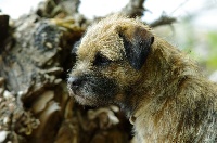 Étalon Border Terrier - Aiga Viva Nemausa la nîmoise
