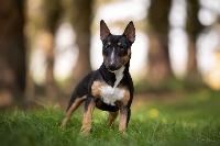 Étalon Bull Terrier Miniature - Omar sy beau coup Des jardins de margaux