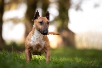 Étalon Bull Terrier Miniature - Margaux Des jardins de margaux