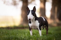 Étalon Bull Terrier Miniature - Ope Des jardins de margaux