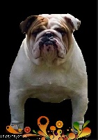 Étalon Bulldog Anglais - Obélix Of Pretty Master Bulldog