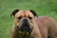 Étalon Bulldog continental - Ostine des perles noires de Beaume
