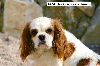 Étalon Cavalier King Charles Spaniel - Neige de la Bastide du Jas de Jeromes