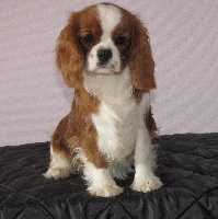 Étalon Cavalier King Charles Spaniel - Oh ma jolie sarah Du clos de larpege