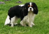 Étalon Cavalier King Charles Spaniel - Mystere de la plaine de jaelma