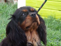 Étalon Cavalier King Charles Spaniel - Nimué de la maison du ryez