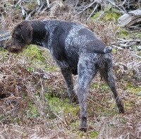 Étalon Chien d'arrêt allemand à poil dur - Luna Des sources sacrees