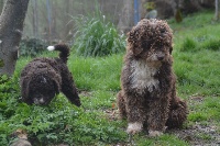 Étalon Chien d'eau espagnol - Mi rumba The Sourannya