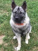 Étalon Chien d'elan norvegien gris - (Sans Affixe) Maja de la tanière de saint loup