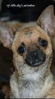 Étalon Chihuahua - Naya Of Little Dog's Paradise