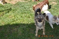 Étalon Chihuahua - Luna Des Minis Minelie