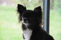 Étalon Chihuahua - Minha alexandria De La Plaine D'illiberis