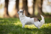 Étalon Chihuahua - lpg All you can not catcheme at jardins de margaux