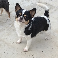 Étalon Chihuahua - Maya pchelka iz tvoey mechty