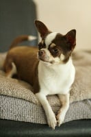Étalon Chihuahua - Mam'zelle des légendes d'Athena