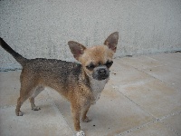 Étalon Chihuahua - Mabely des Amys de Appy