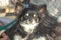 Étalon Chihuahua - Namaste Des Petits Flamboyants