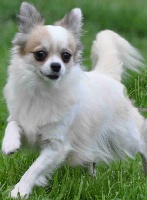 Étalon Chihuahua - Olympe de Ling Dechen