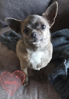 Étalon Chihuahua - Miss you (Sans Affixe)