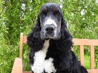 Étalon Cocker Spaniel Anglais - Naxouille De L'étang Au Miroir
