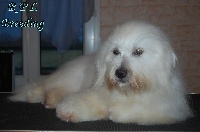 Étalon Coton de Tulear - Little white du Royaume des P'tites Ladies