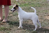 Étalon Fox Terrier Poil lisse - CH. Wry n'Wise Magnolia forever dite molly
