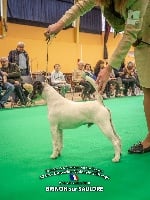 Étalon Fox Terrier Poil lisse - CH. Lord knight Du breil des elfes