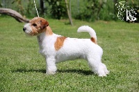 Étalon Jack Russell Terrier - Not a funny toy russtyle's du Vallon de l'Alba