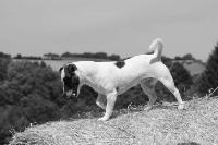 Étalon Jack Russell Terrier - Miss dior Des Marais De L'Omignon