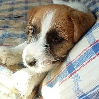 Étalon Jack Russell Terrier - Pirate'heart spy Des Gerveilles