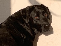 Étalon Labrador Retriever - Jaia Des Chênes De Montis