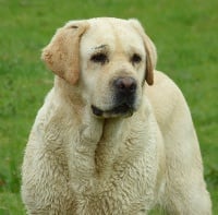 Étalon Labrador Retriever - Joyce Des Yeux Doux