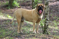 Étalon Mastiff - Max De la louvagerie