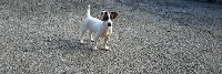 Étalon Jack Russell Terrier - Morvan de la Vallée du Bois Bray