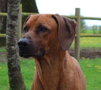 Étalon Rhodesian Ridgeback - Lako of n'dege Du Clos Bhakti